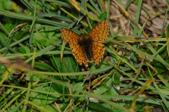 Boloria napaea