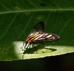 Paraethria flavosignata