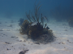 Caranx ruber