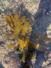 Eisenia arborea