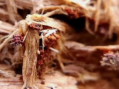 Polycephalomyces tomentosus