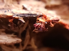 Polycephalomyces tomentosus