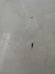 Brachymyrmex patagonicus