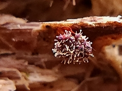 Polycephalomyces tomentosus