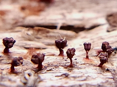 Polycephalomyces tomentosus