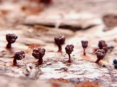 Polycephalomyces tomentosus