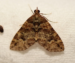 Crasilogia gressitti