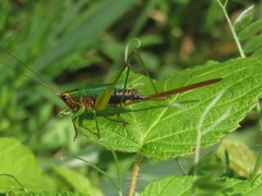 Conocephalus nigropleurum