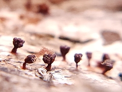 Polycephalomyces tomentosus