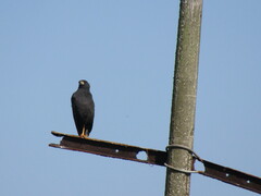 Buteogallus urubitinga