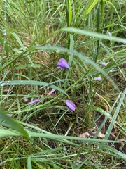 Arthropodium strictum