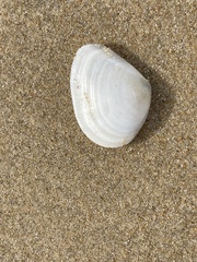 Macomona deltoidalis