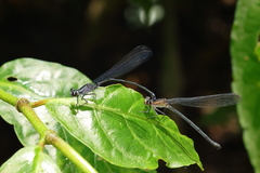 Argia sordida