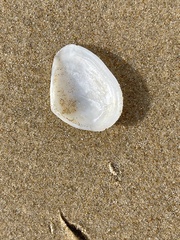 Macomona deltoidalis