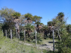Trithrinax campestris