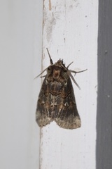 Ceranemota improvisa