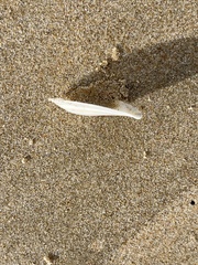 Macomona deltoidalis