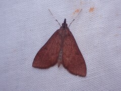Pyraustinae