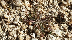 Chaenactis glabriuscula glabriuscula