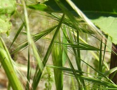Bromus sterilis