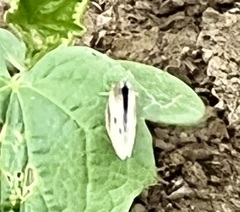 Pieris rapae crucivora