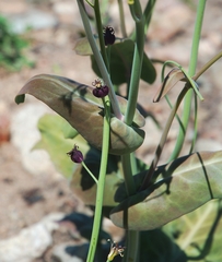 Caulanthus amplexicaulis