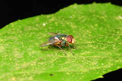 Chrysomyinae