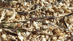 Bouteloua barbata barbata