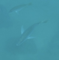 Lutjanus argentiventris