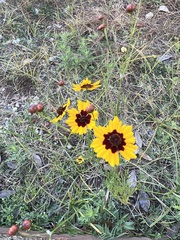 Coreopsis
