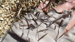 Bouteloua barbata barbata