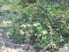Quercus rotundifolia