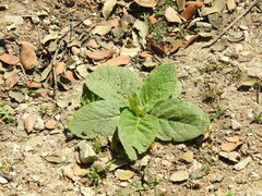 Verbascum thapsus
