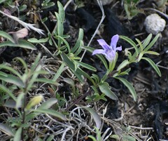 Dyschoriste linearis