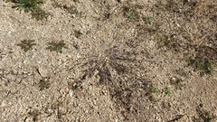 Bouteloua barbata barbata