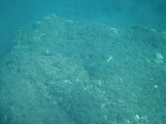 Thalassoma lucasanum