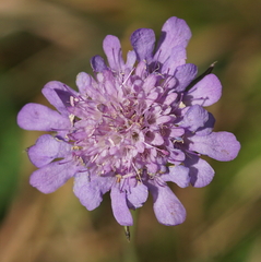 Dipsacoideae