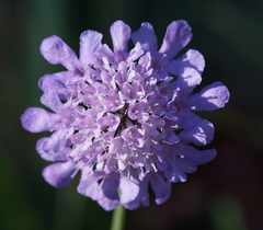 Dipsacoideae