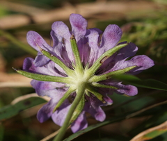 Dipsacoideae