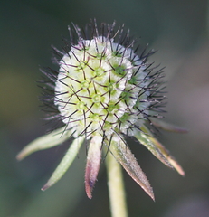 Dipsacoideae