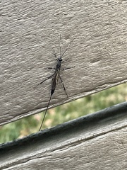 Xorides stigmapterus