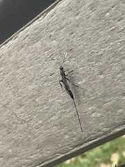 Xorides stigmapterus