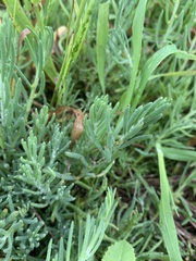 Enchylaena tomentosa