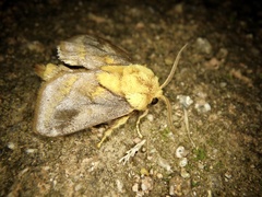 Narosoideus flavidorsalis