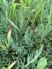 Enchylaena tomentosa