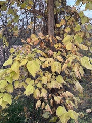 Tilia americana