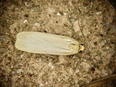 Eilema laevis