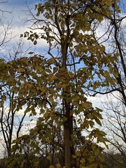 Tilia americana