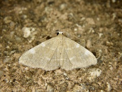 Enispa bimaculata
