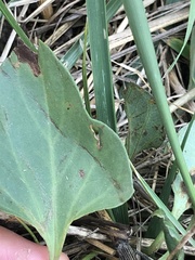 Convolvulus